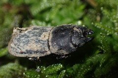 Paralissotes stewarti