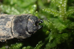 Paralissotes stewarti