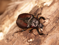 Osmoderma subplanata