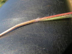 Bromus rigidus