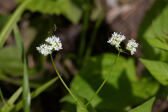Valerianella umbilicata