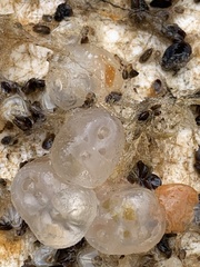 Polycitoridae