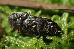 Paralissotes stewarti