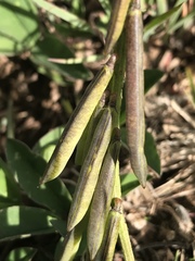 Indigofera dimidiata