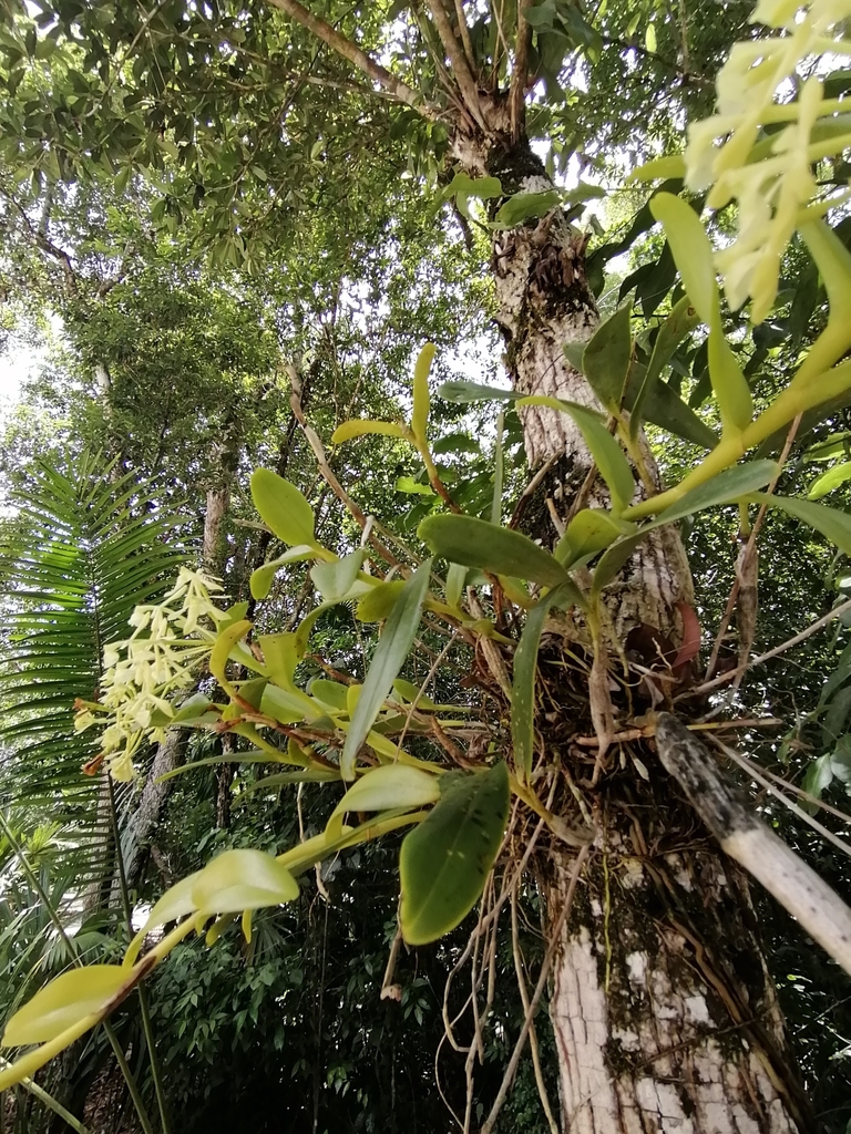 Epidendrum chlorocorymbos