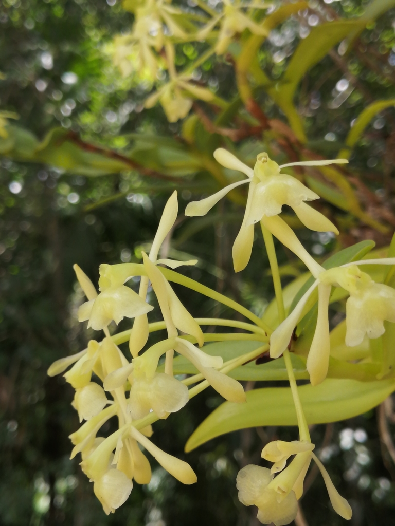 Epidendrum chlorocorymbos Schltr. 2