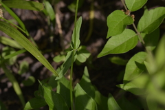 Valerianella umbilicata