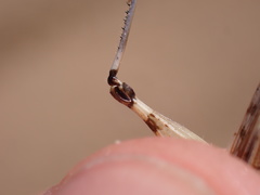 Dociostaurus genei genei