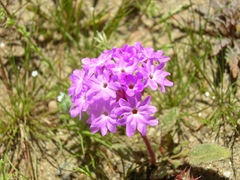 Abronia gracilis