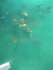 Rhinoptera steindachneri