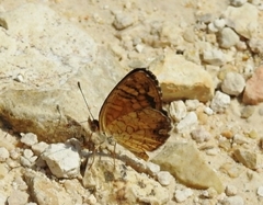 Phyciodes graphica