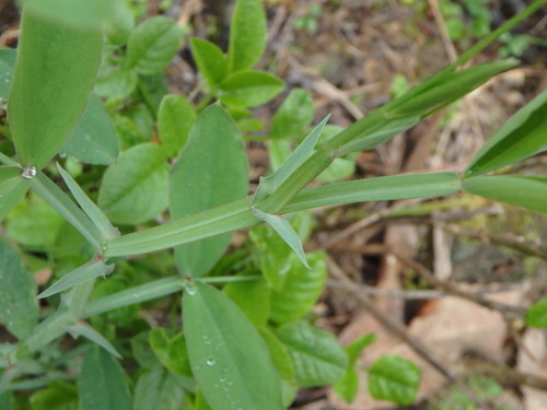 Tangier Pea