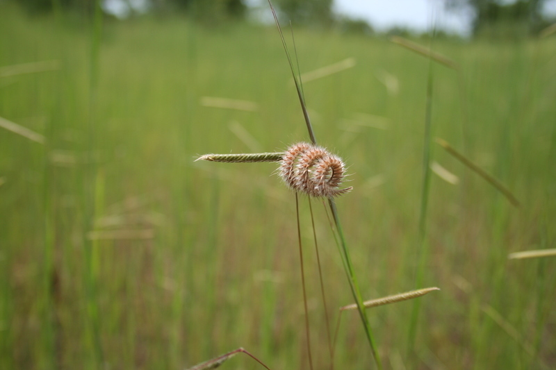 Ctenium villosum
