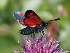 Zygaena angelicae