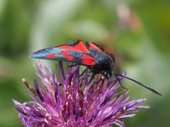 Zygaena angelicae