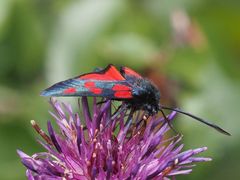 Zygaena angelicae