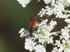 Stenurella melanura