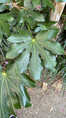 Fatsia japonica