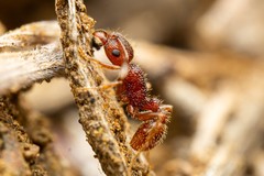 Tetramorium hispidum