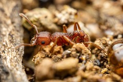 Tetramorium hispidum