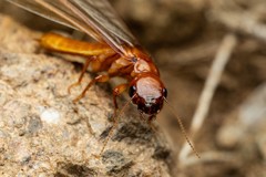 Zootermopsis laticeps