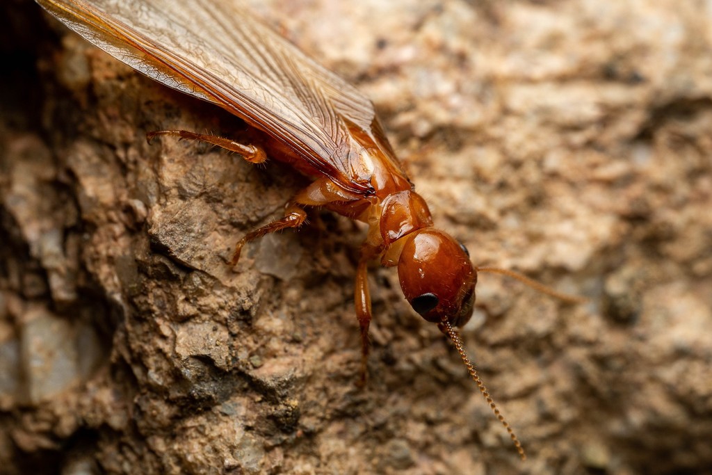 Arizona Dampwood Termite