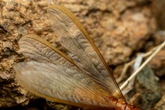 Zootermopsis laticeps