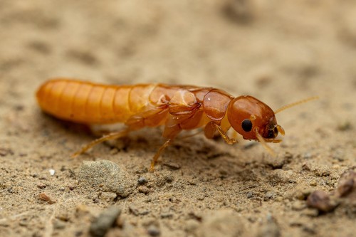 Light Western Drywood Termite photo 3