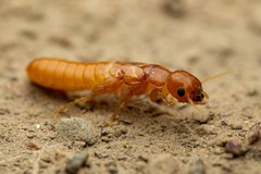 Marginitermes hubbardi