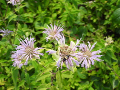 Macrosiagon flavipennis