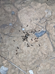 Crematogaster auberti