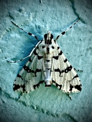 Conchylodes diphteralis