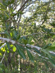 Crescentia linearifolia