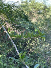 Crescentia linearifolia