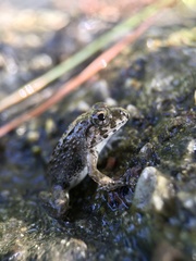 Fejervarya kawamurai