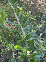 Crescentia linearifolia