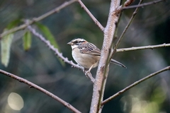 Zonotrichia capensis