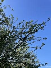 Crescentia linearifolia