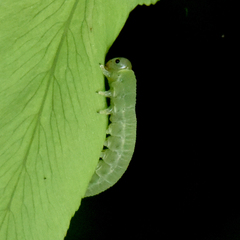 Strongylogaster tacita