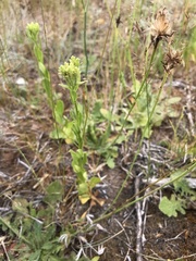 Sericocarpus rigidus