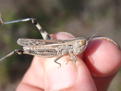 Ramburiella hispanica
