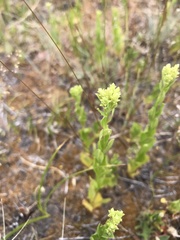 Sericocarpus rigidus