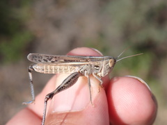Ramburiella hispanica