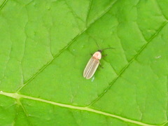 Photinus marginellus