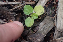 Hibiscus richardsonii