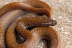 Cape House Snake