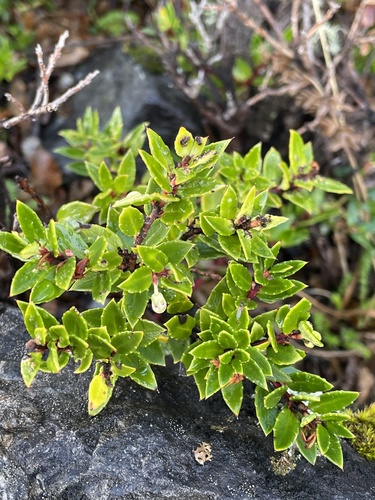 Prickly Heath