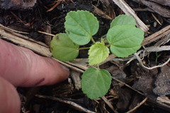 Hibiscus richardsonii