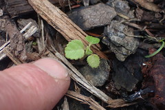 Hibiscus richardsonii