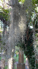 Tillandsia usneoides